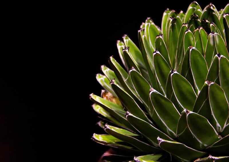 Succulent Plants Favors