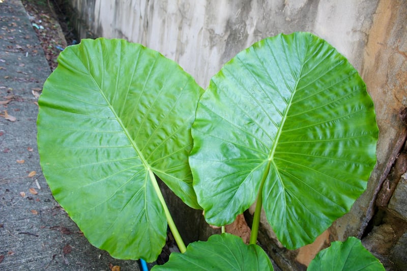 Tropical Flowers